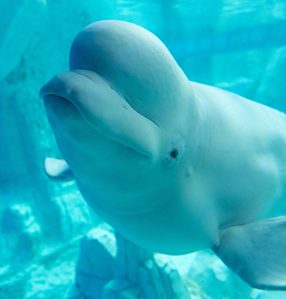 whale-research-whale