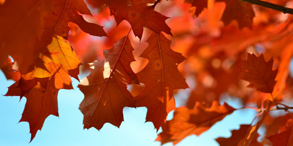 fall leaves