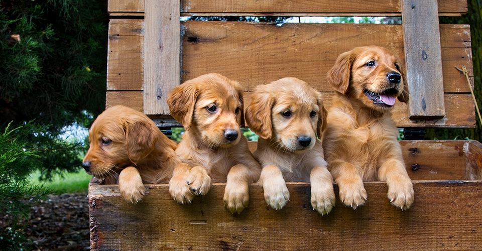 Pick of the Litter Sparks Responses