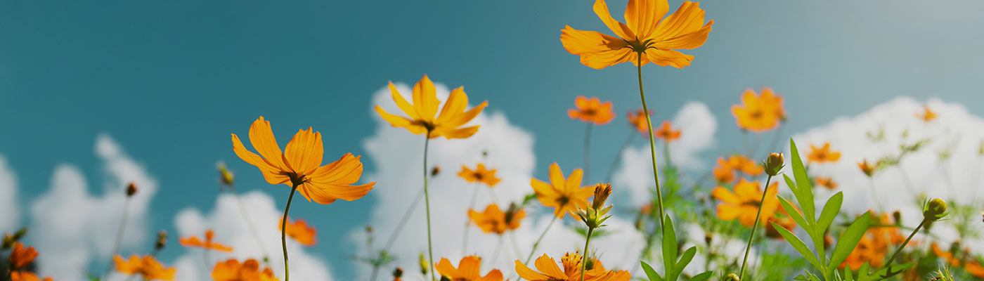 Flowers in a field, with a blue sky behind them.