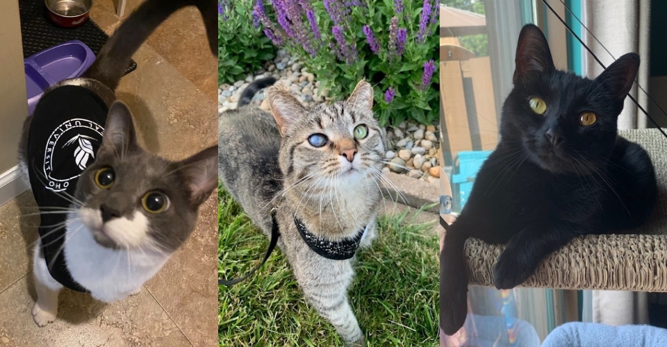 NEOMED celebrates National Cat Day