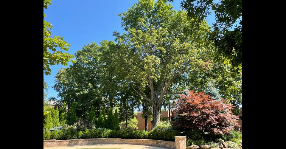 Maple Removal Planned