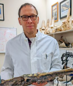 Hans Thewissen, Ph.D., holds a whale bone in a laboratory.