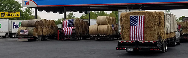 Semi trailers hauling hay