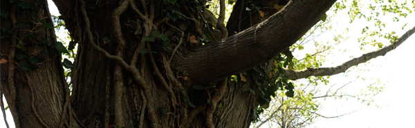 tree branches