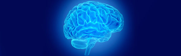 Graphic of the brain
