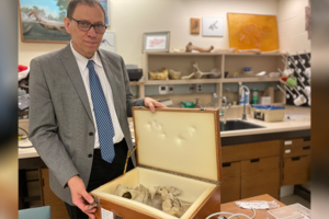 Man wearing glasses and a suit displays a box of beluga whale skulls