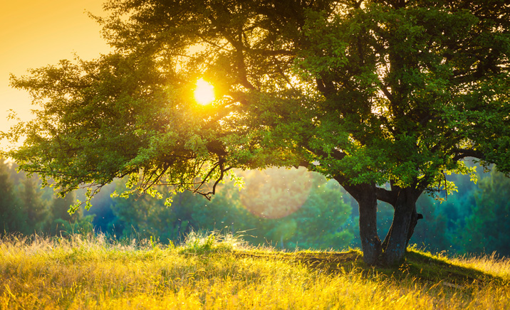 Sun setting behind a tree.