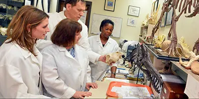 Four people in lab coats examine and discuss skeletal specimens arranged on a workbench.