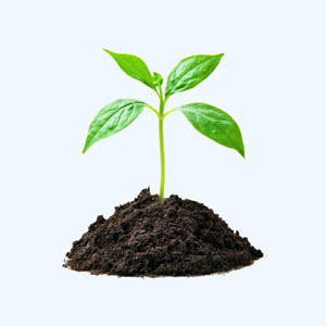 A small plant thriving in soil.