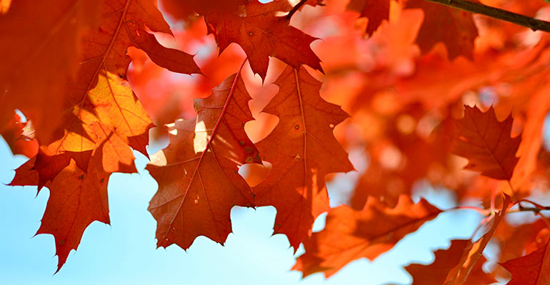 A closeup of orange oak leaves against a cloudless blue sky.