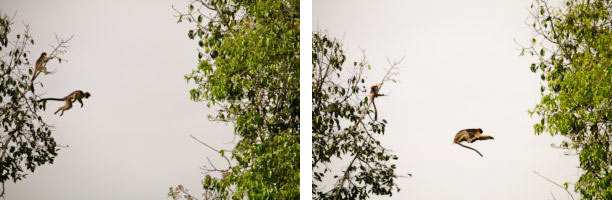 Two images showing a monkey jumping from one tree to another.
